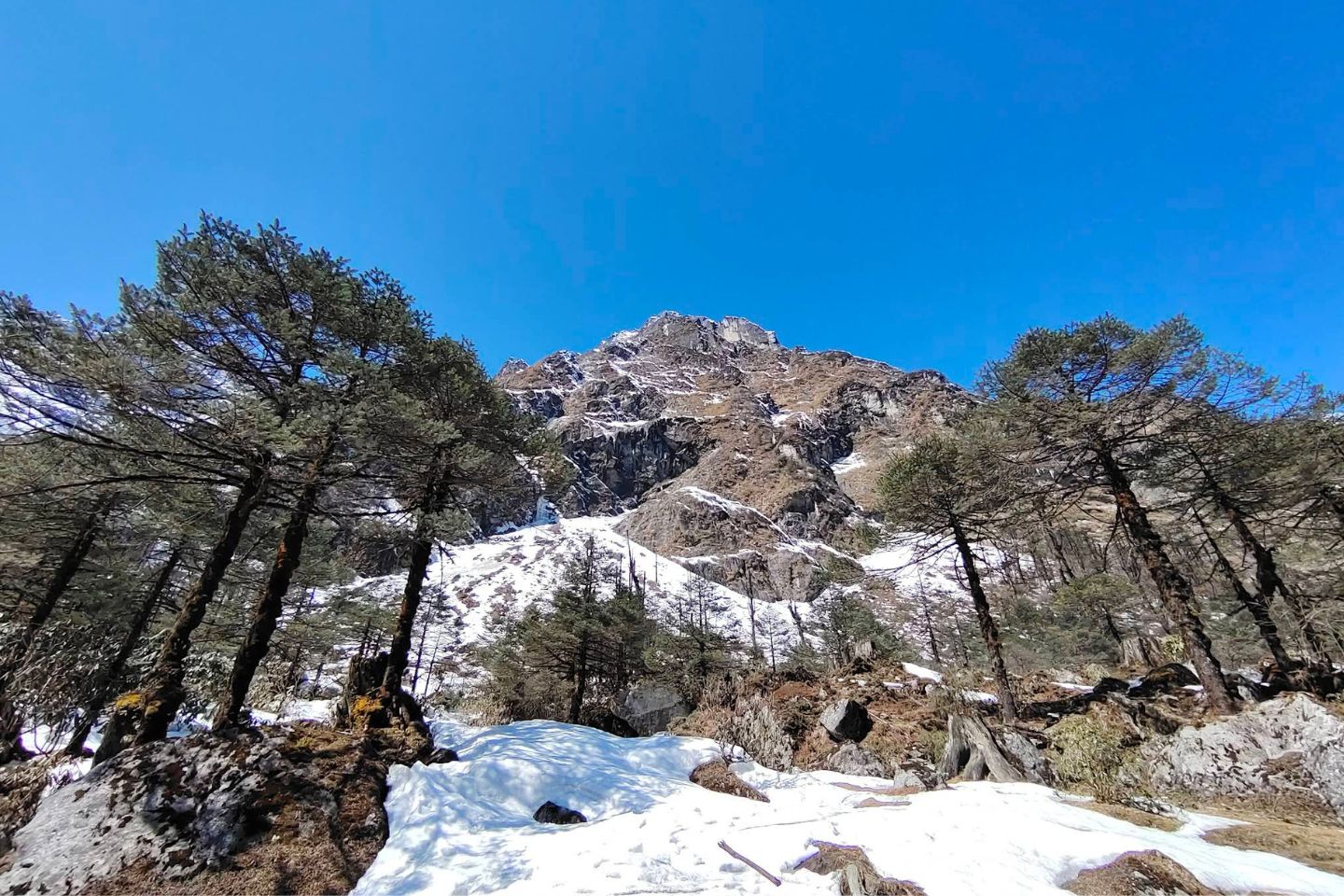 Shingba Rhododendron Sanctuary